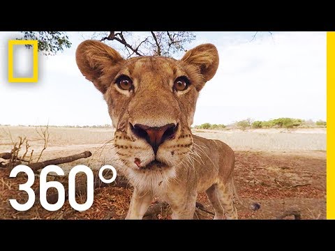 Lions 360° | National Geographic